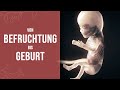 Schwangerschaft - So entsteht ein kleines Wunder (Animation)