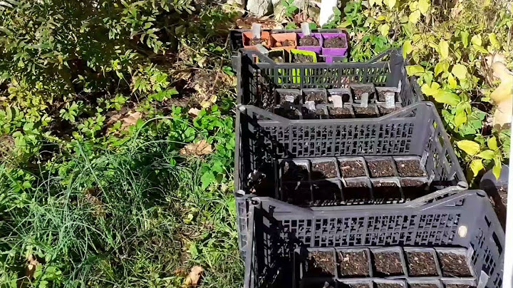 Octobre au potager : 1ers semis et plantations pour 2023