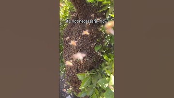 Swarm catching is easy when you don