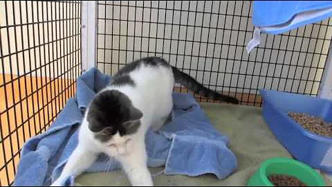 Video of adoptable pet named Kathy