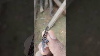 Final Moments of a Moth 😢🦋 | Tiny Life, Big Goodbye”#Moth #Nature #Viral #wildlife #wildanimals