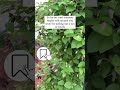 Money Saving Landscape tips - #1  #gardeningtips #landscapingideas #homehacks