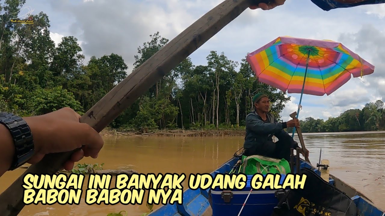 sungai ini banyak udang galah  babon babon nya