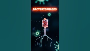 How Bacteriophage works? #3danimation #facts #sciencefacts #science #3d #animation #borzenko3d