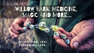 Willow Bark Medicine, Magic and More...