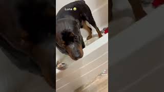 She Sent It To Hard. Rottweiler Jumps Into Bathtub.
