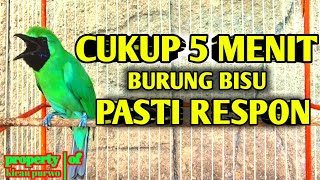 Langsung Mau Jamtrok !! Cucak Ijo Gacor Full Isian Tembakan, Ampuh Untuk Pancingan Cucak Ijo Lomba!