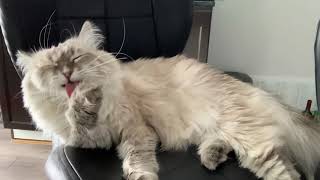 Siberian cat licks and cleans himself before sleep by Aegon Cat 1,710 views 3 years ago 5 minutes, 23 seconds