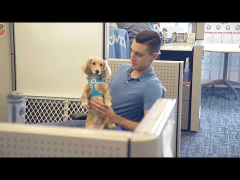 ძაღლები ოფისში - პროდუქტიული და სასიამოვნო გარემოსთვის