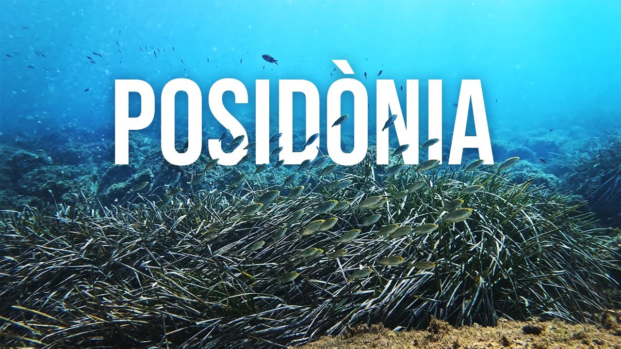 POSIDÒNIA, el pulmó del Mediterrani