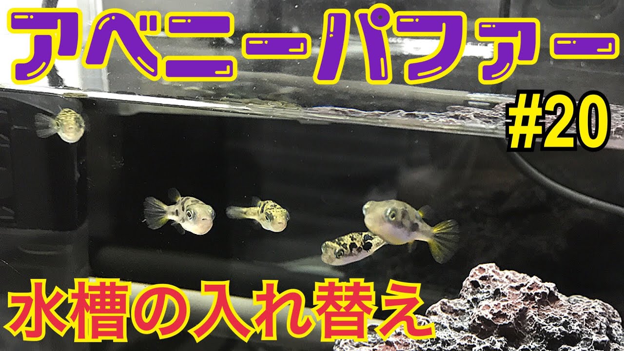 アベニーパファー 水槽の変更とレイアウトdwarf Pufferfish Youtube