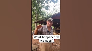 What happened to the quail? #farmer #bird #knowledge