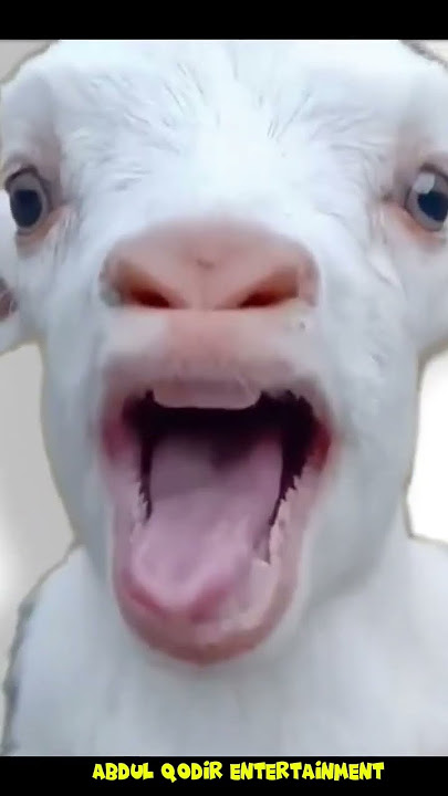 Suara Kambing Lucu Dan Unik II Suara Kambing Ringtone II Kambing Lucu #shorts #viral #kambinglucu