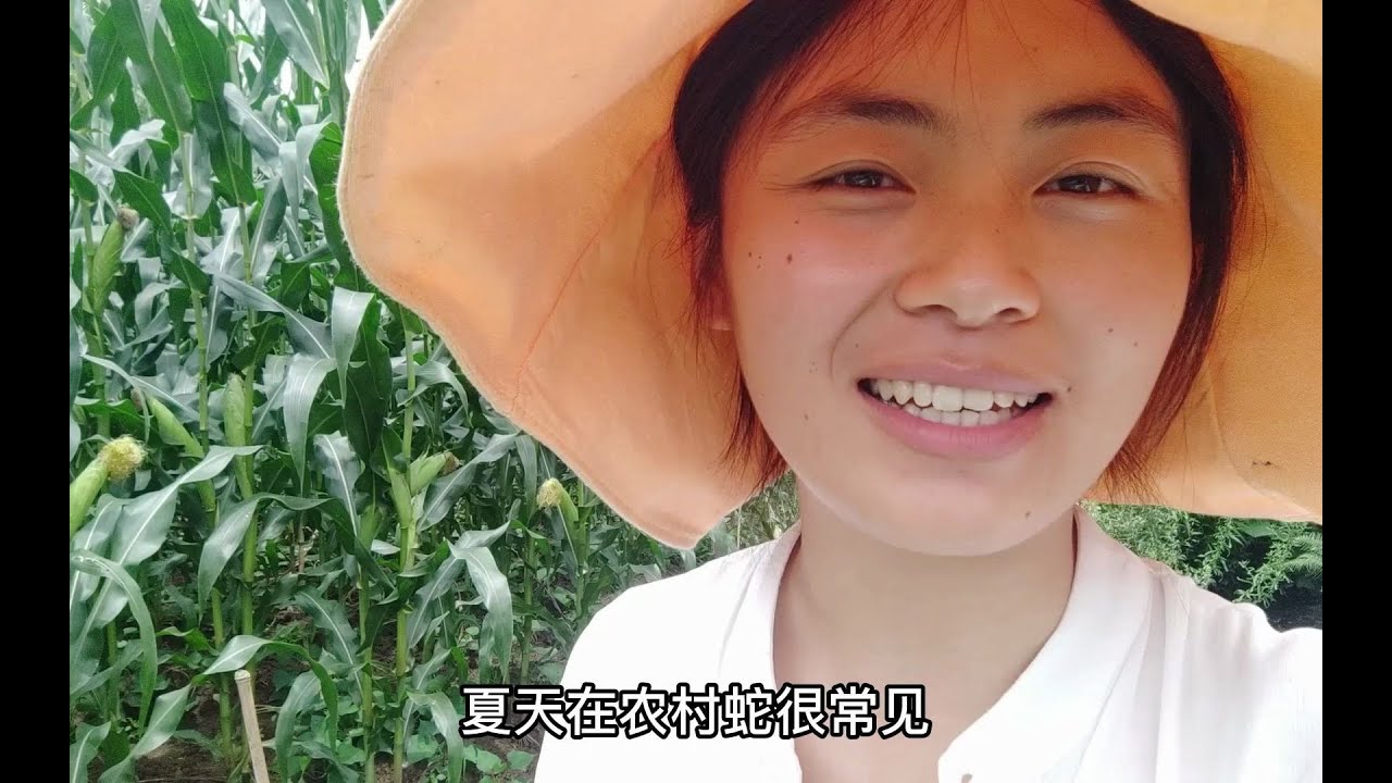 在农村夏天经常看见蛇