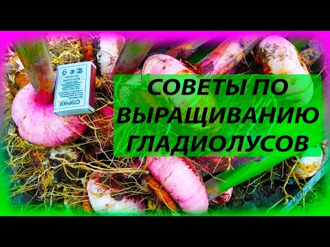 Выкопали луковицы гладиолусов? И что с ними делать дальше? Восемь советов от опытного цветовода.