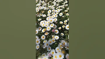 Маргаритки🌼
