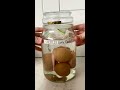 Salted eggs / 鹹蛋 How to make salted eggs at home - 2 week recipe!