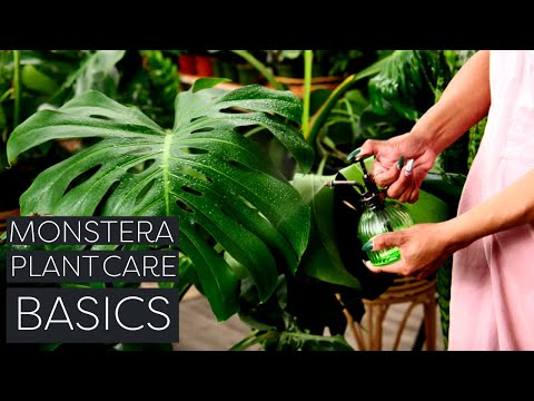 Monstera Deliciosa Plant Care: Beginner Swiss Cheese Plant Tips