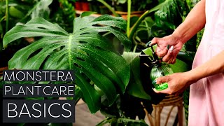 Monstera Deliciosa Plant Care: Beginner Swiss Cheese Plant Tips