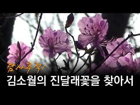김소월의 <strong>진달래꽃을</strong> 찾아서