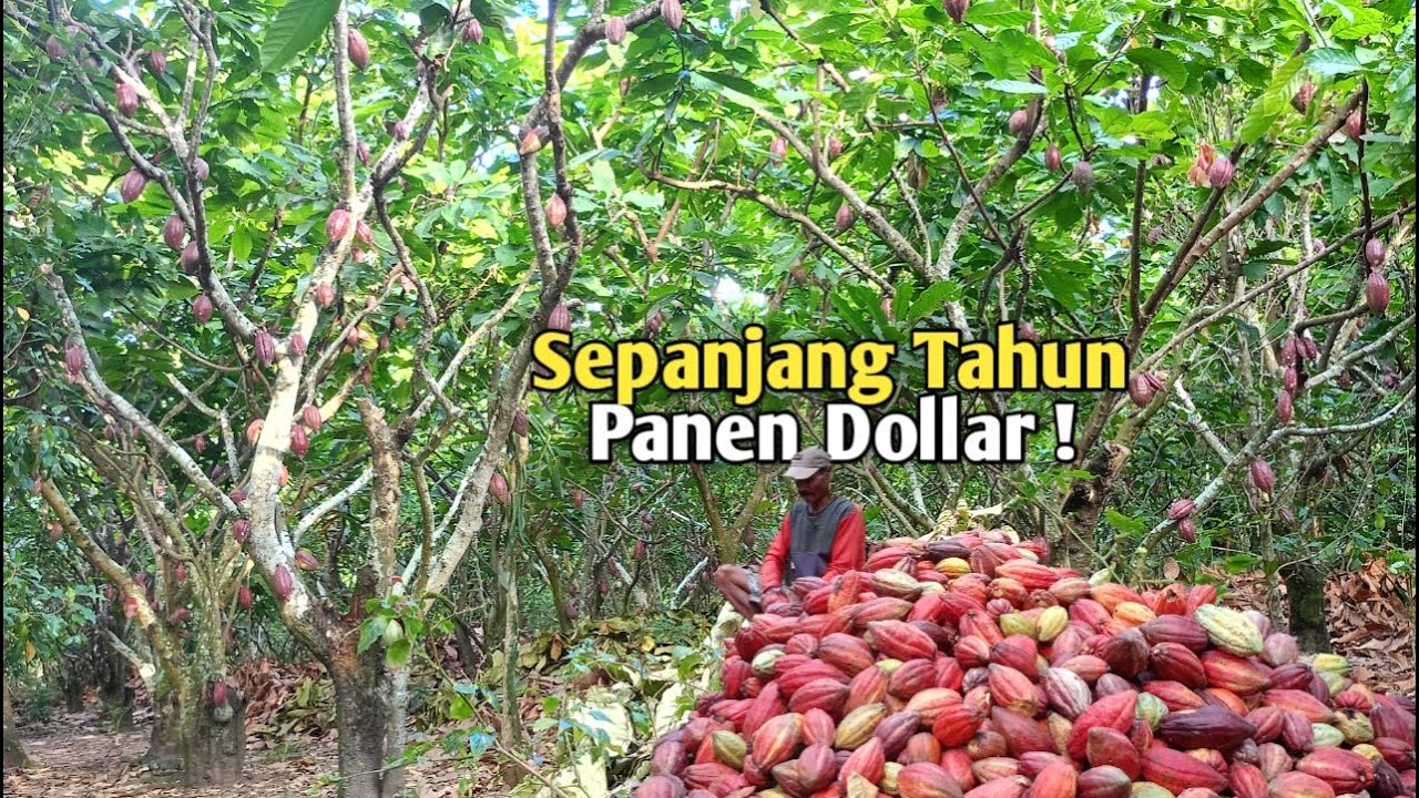Kebun Kakao Idaman ! Sempat Viral Karena Hasilnya Mencapai 4 Ton !