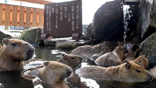 カピバラ専用温泉登場　姫路セントラルパーク