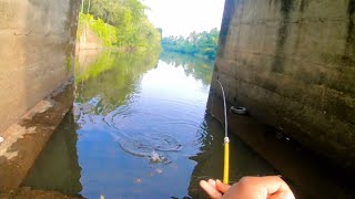 Pole Rod Fishing | ഒരു നാടൻ മീൻപിടുത്തം | Kerala Fishing | Lucana | Carp Fishing | Village Fishing