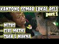 Perkutut ciri mathi kantong semar lokal alam asli. perkutut katuranggan kantong semar(esmuo)part 1