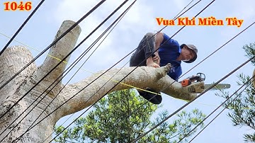 Cây Cóc lớn nằm giữa dây điện và hàng rào Vua Khỉ đã cưa hạ gốc ra sao ? Cutting ambarella tree