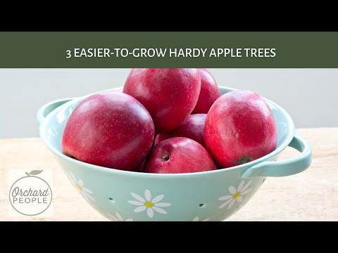 Vídeo: Liberty Apple Information: Aprenda a cultivar Liberty Apples
