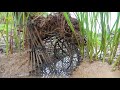 National Fishing - Catfishes Mud fishing & Eels Fishing Use Bamboo fishing trap & Shallow Mud pit