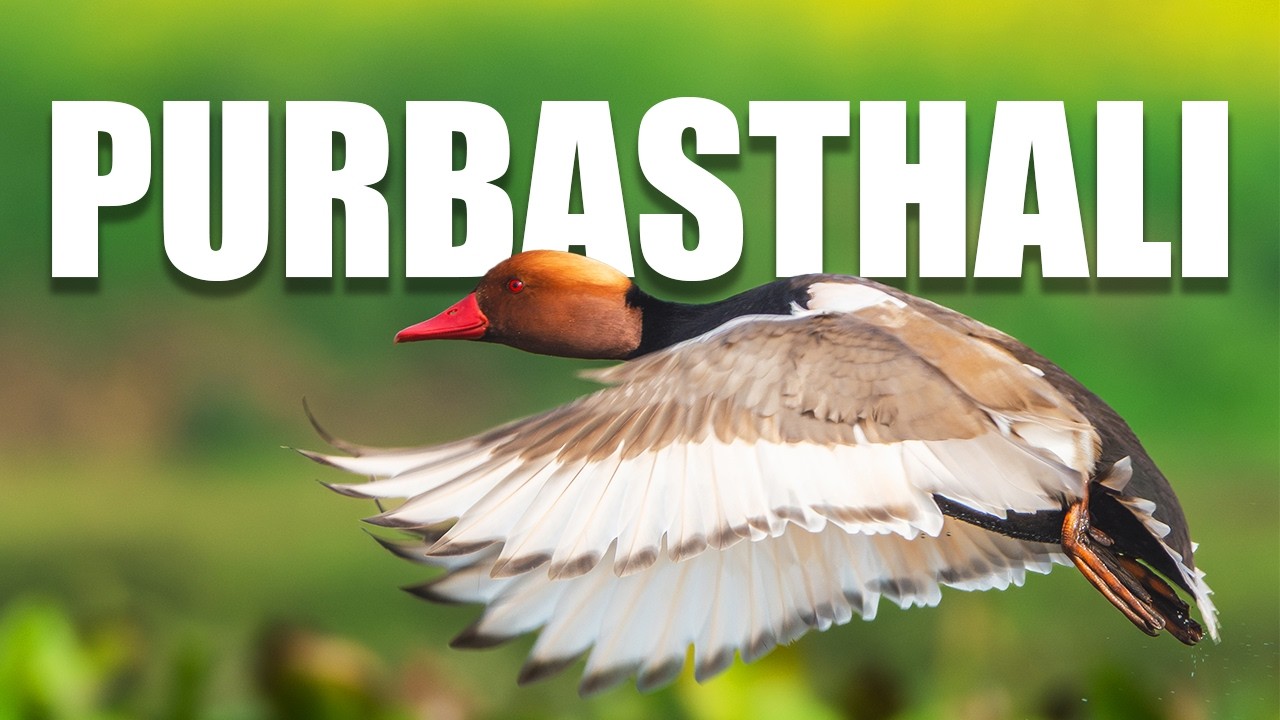 Purbasthali Bird Sanctuary | Birding in the Wetlands of Bengal