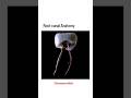 Root Of Canal Anatomy 🗣️ || #shorts #anatomy #pharmacy
