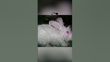 ĐỘNG VẬT BỊ ƯỚT SẼ TRÔNG ĐÁNG SỢ NHƯ THẾ NÀO PHẦN 2#khampha #giaitri #dongvat