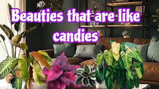 10 kinda Sweet beauties of plants 🪴