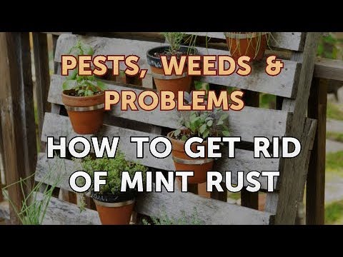 Video: Mint Rust Fungus - Mẹo Kiểm soát Mint Rust