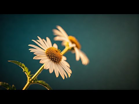 6 Relaxing live wallpapers with calming music