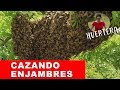 Cómo atrapar un enjambre🐝 de abejas🐝? Cómo hacer una colmena de abejas casera. 🐝