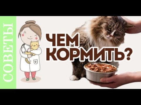 Чем кормить кастрированного кота?! Советы ветеринара.