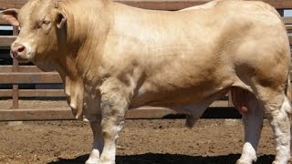 видео Мясо молочные породы коров: фото