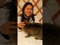 Part 2 | Taxi the cat gets a check with the stethoscope #asmr #relaxing #calm #asmrsleep #asmrvideo