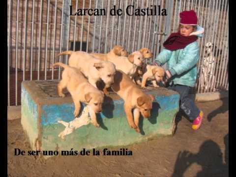 Larcan de Castilla - Centro Canino Larcan - Nunca ...