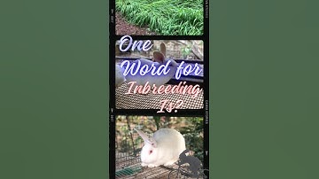 Inbreeding is a "NECESSARY EVIL" #acerabbitfarms