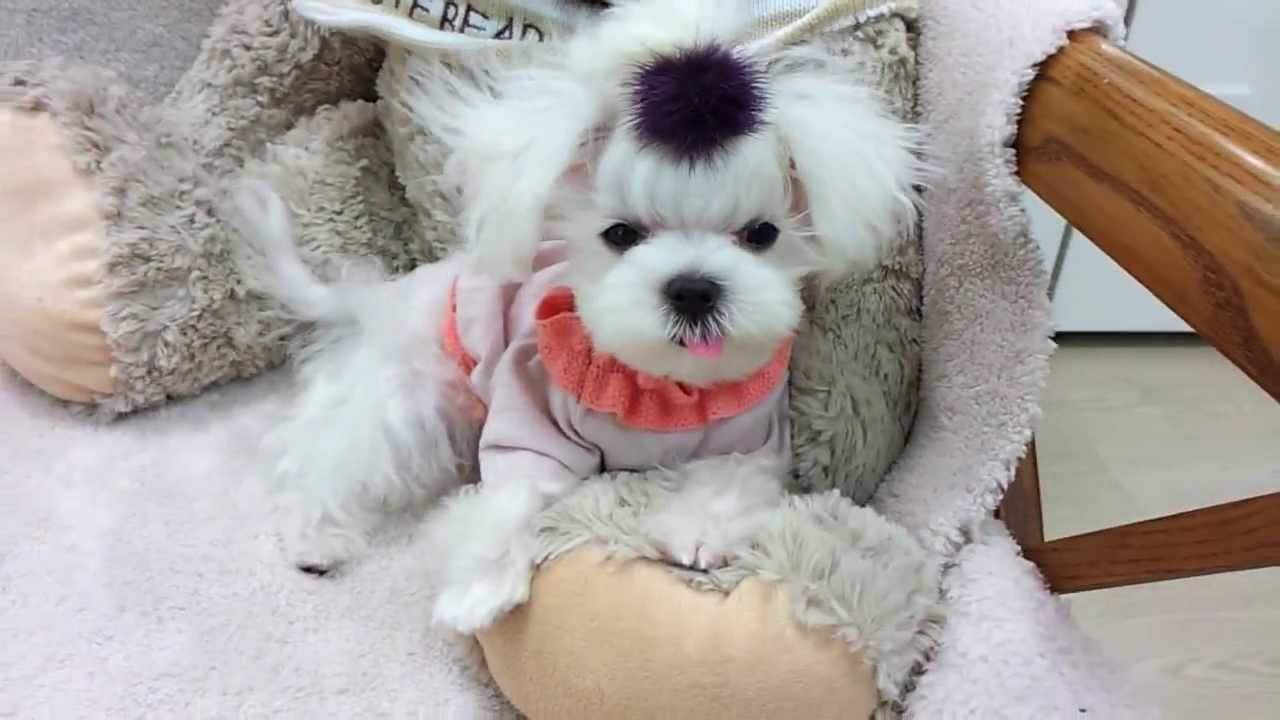 Micro teacup Maltese puppies for sale - YouTube