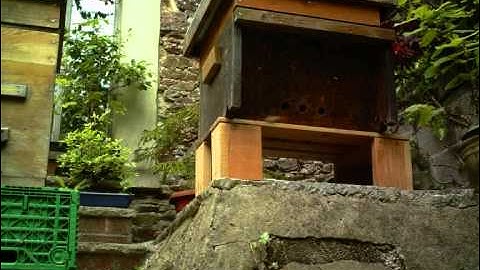 Swarm of bees moving into top bar hive - time lapse
