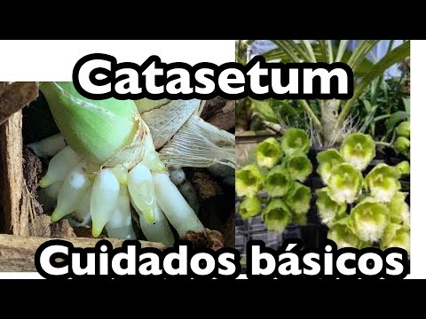 Video: ¿Cuándo empezar a regar catasetum?