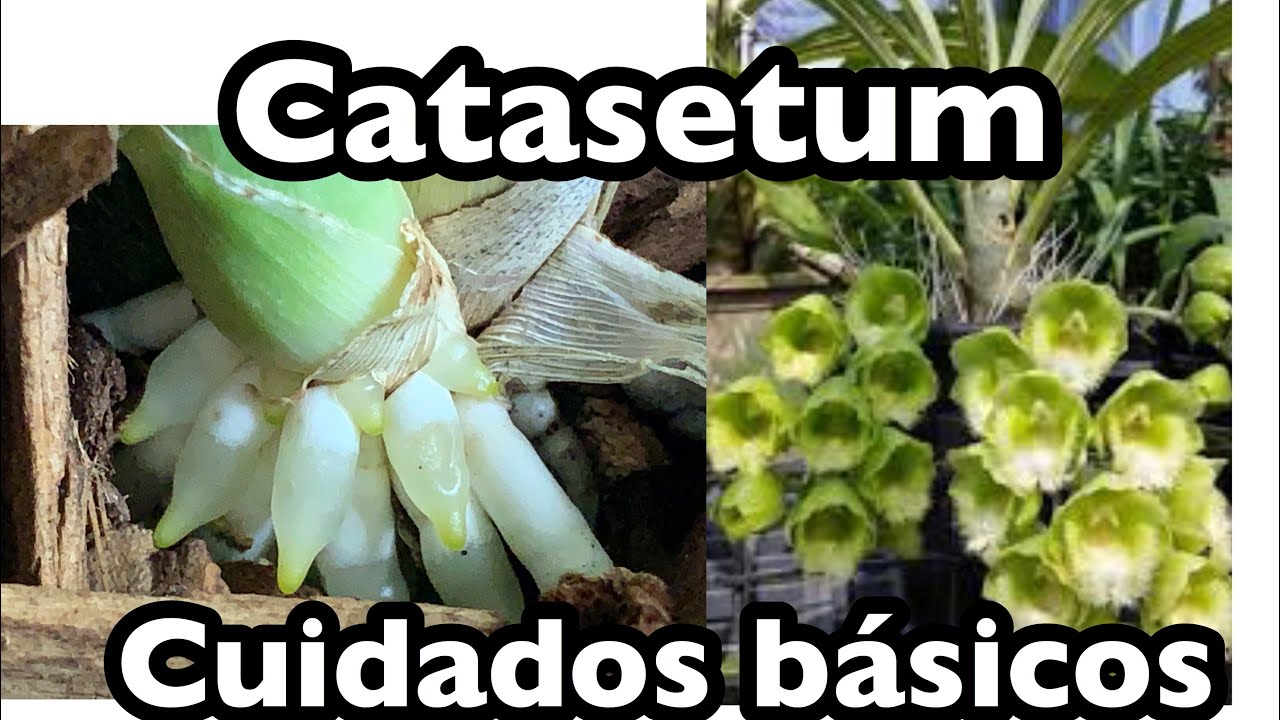 Catasetum Cuidados Básicos | Durmencia, Cuando comenzar los riegos?