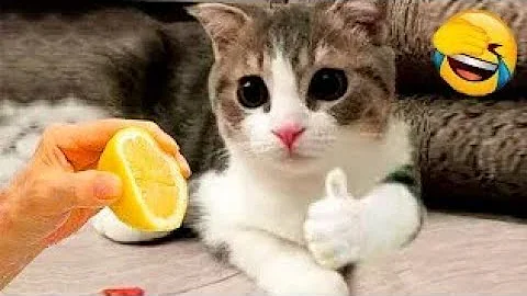 Watch the video about Best Funny Animal Videos Of The 2023 🤣 - Funniest Cats And Dogs Videos 😺😍😂🐶 Funny cat & dog videos 😍