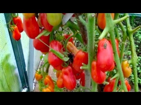 Video: Tomato French Grozdevoy