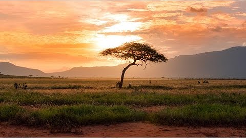 Lectio Divina - Psalm 13